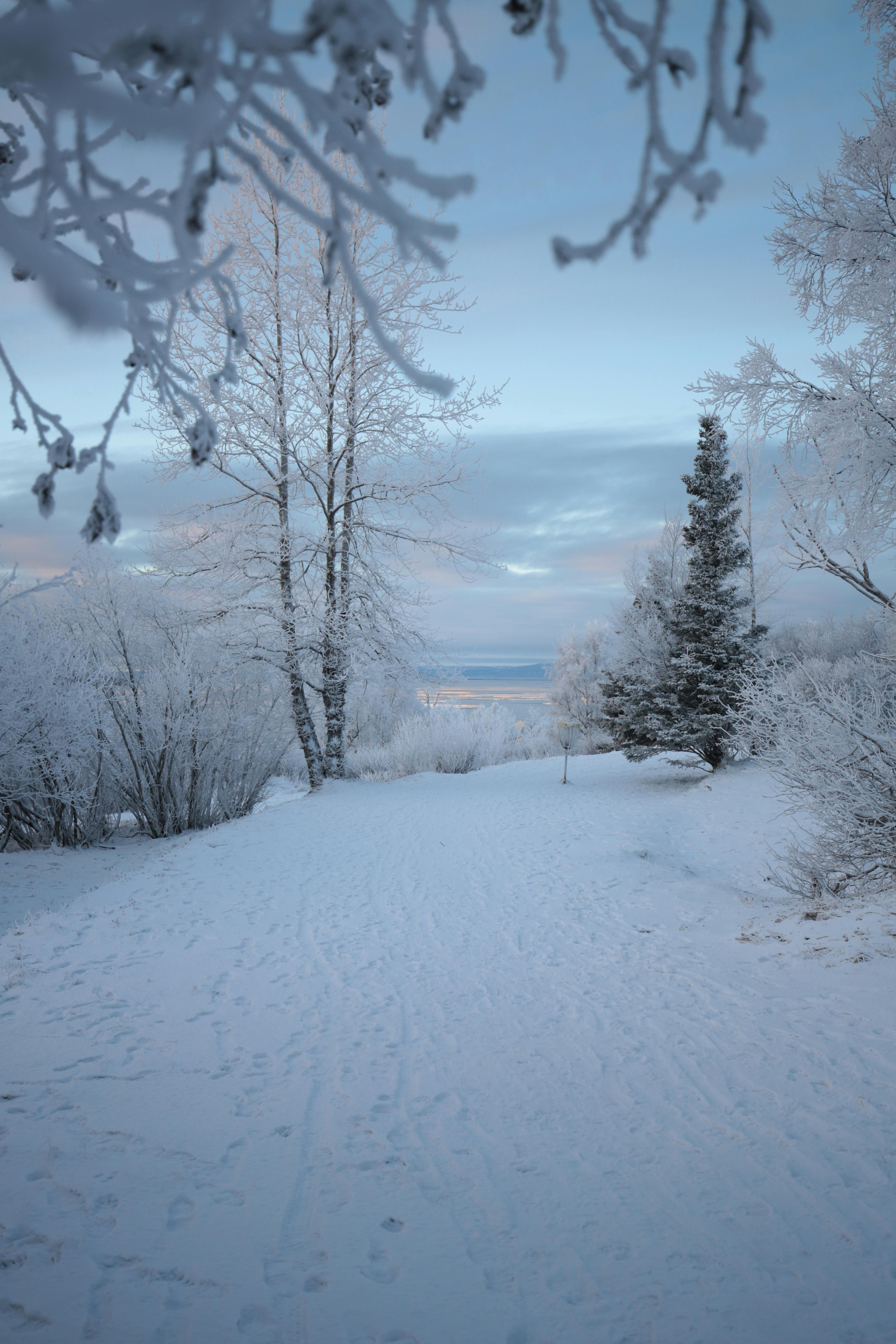 Winter Landscape with Forest and Lake in Fog · Free Stock Photo