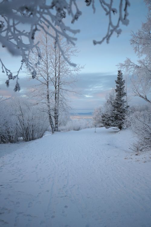Winter Landscape in Anchorage, Alaska · Free Stock Photo