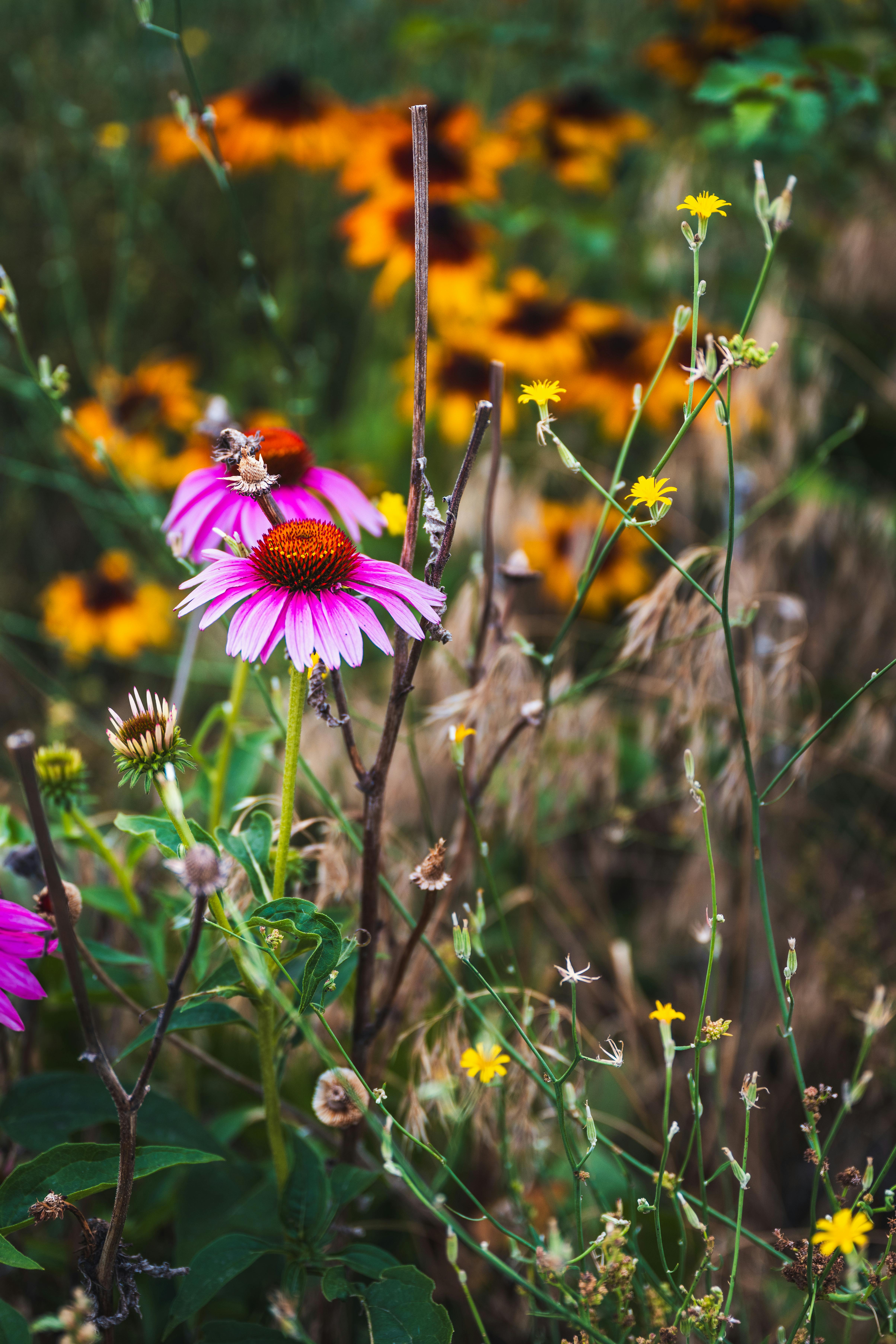 [ColoSach]-beautiful-wildflowers-in-a-summer-field-with-bright-echinacea-blooms-and-diverse-foliage.