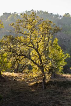 Beautiful sunlit oak tree with moss in tranquil forest, perfect for nature scenes.