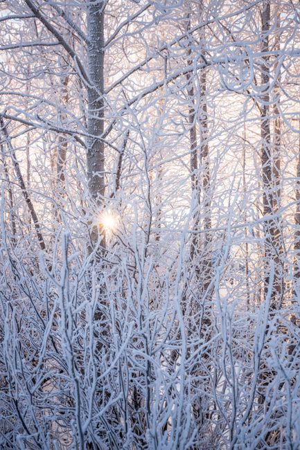 Sunlight filtering through snowy trees in a peaceful winter forest in Anchorage, Alaska.