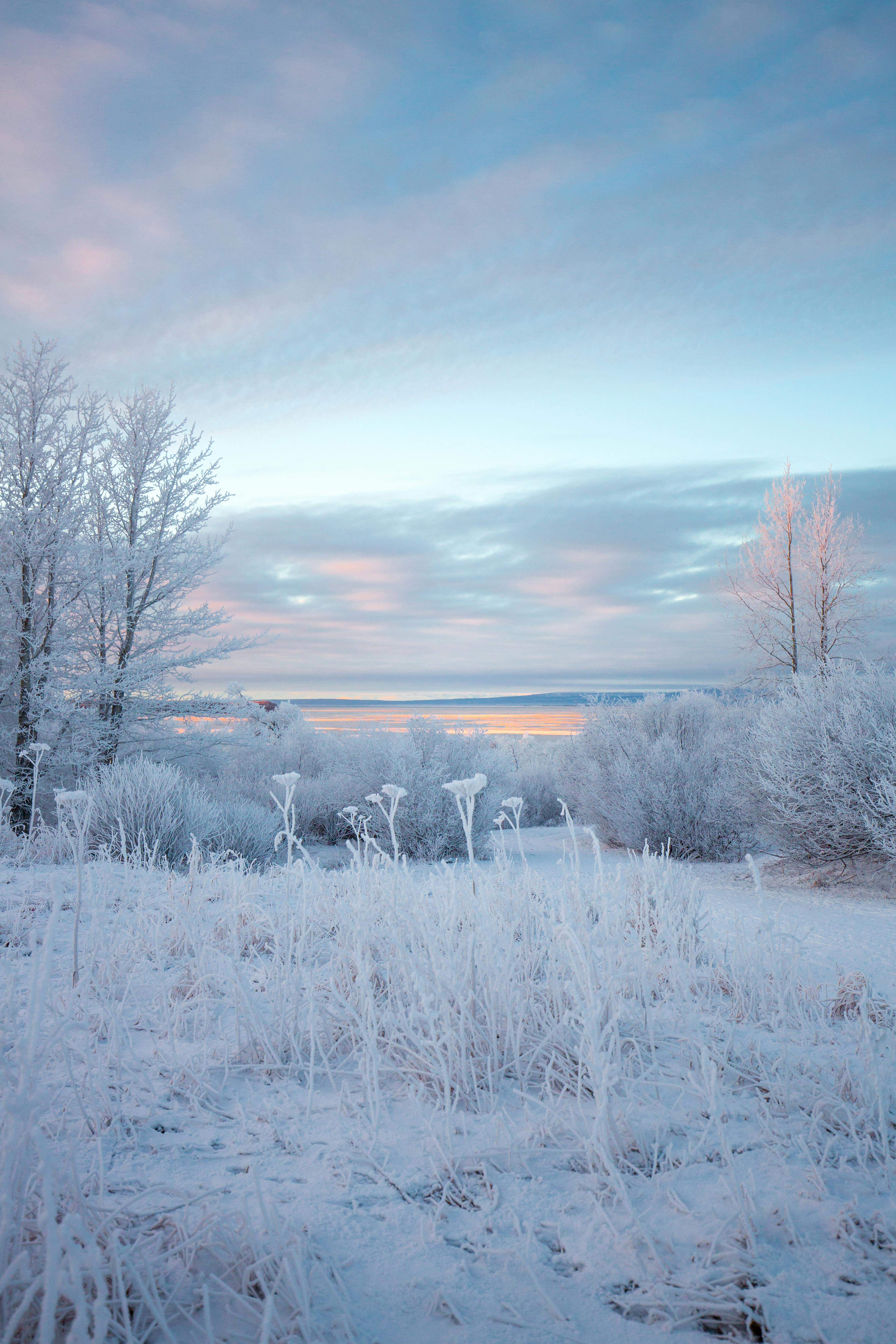 Serene winter scene of snowy trees and frosty ground, Anchorage, Alaska.