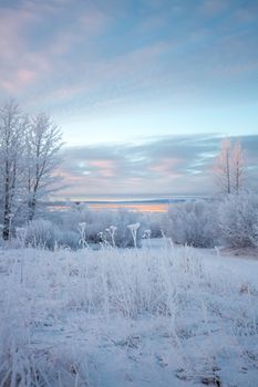 Serene winter scene of snowy trees and frosty ground, Anchorage, Alaska.