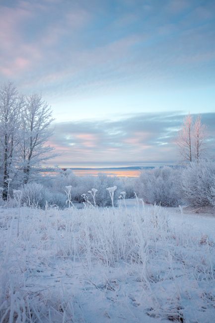 Serene winter scene of snowy trees and frosty ground, Anchorage, Alaska.