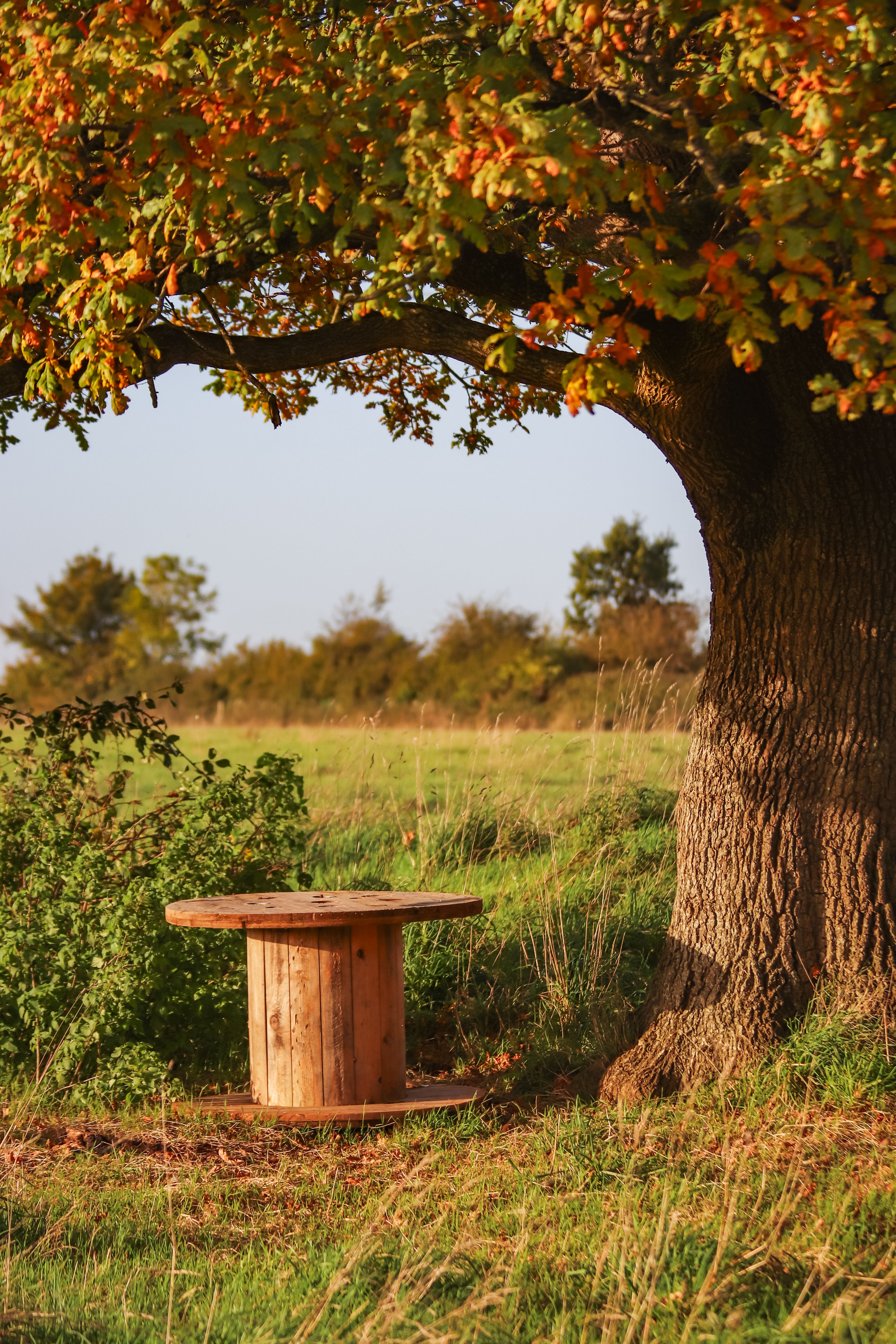 Rustic Wooden Table Under Autumn Tree in Meadow · Free Stock Photo