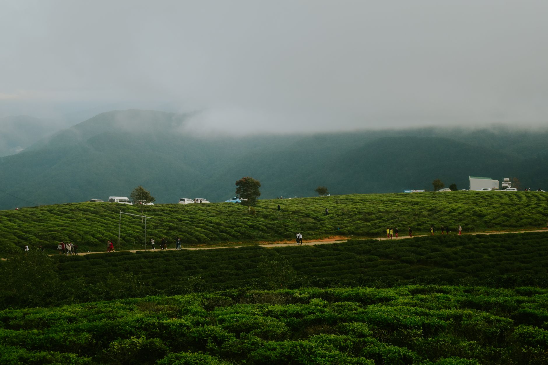 Lush green tea plantation under misty skies with people exploring. Serene and picturesque landscape.