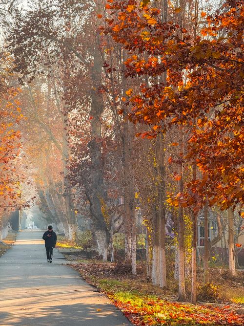 Free A serene morning walk on a vibrant autumn pathway in Fergana, Uzbekistan. Stock Photo