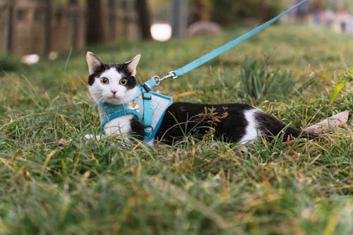Cat on a harness for safe outdoor exploration