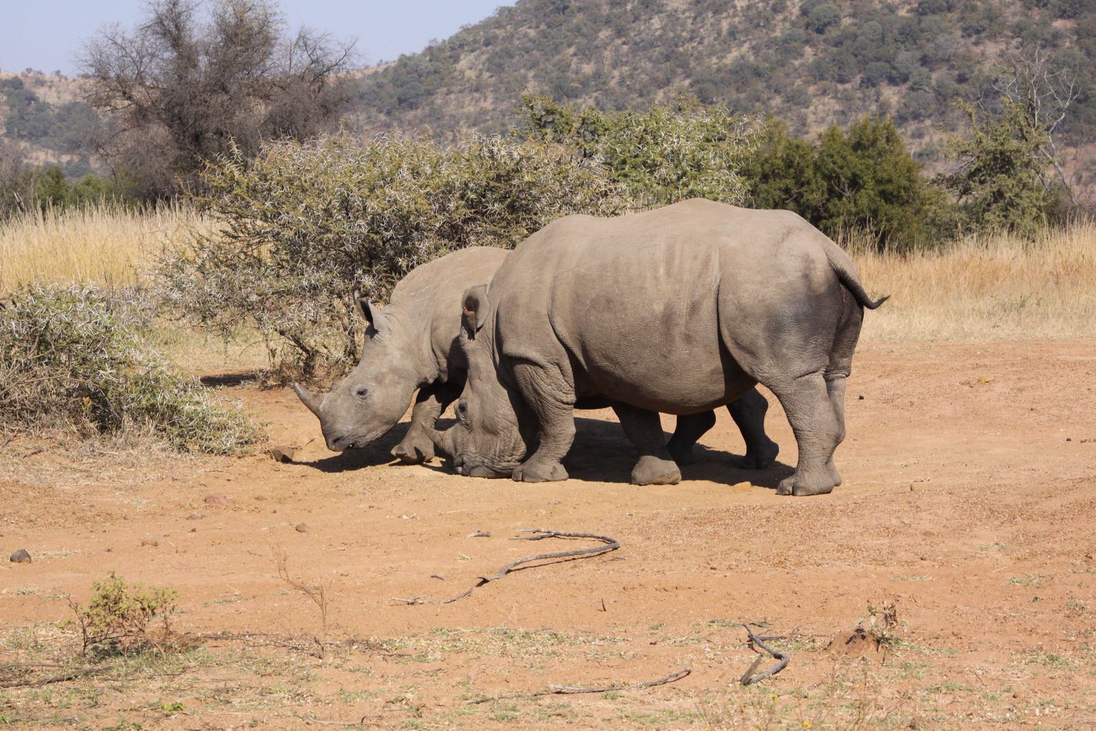 White rhinoceroses in an African landscape