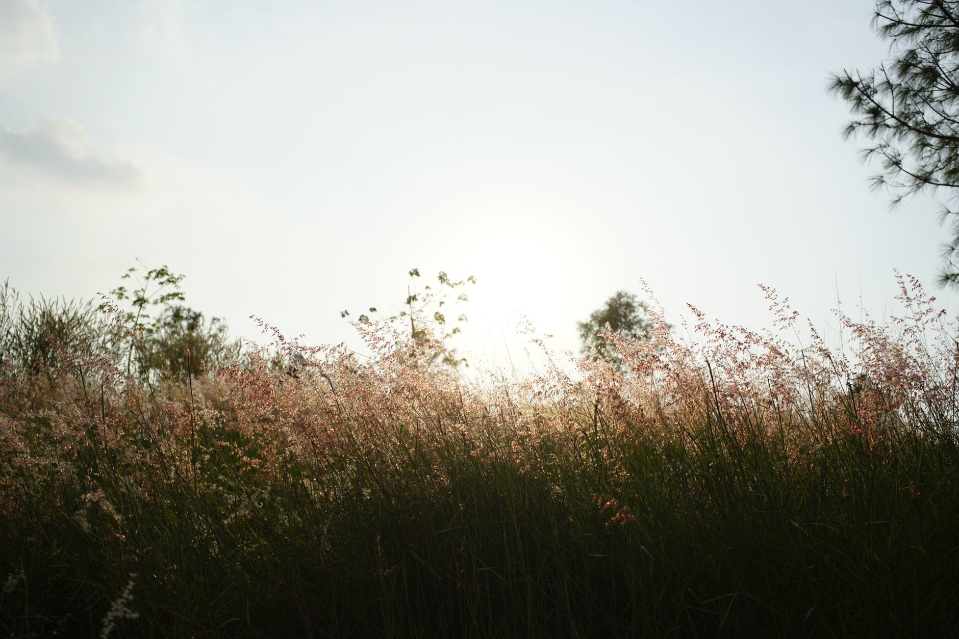 Strahlender Sonnenaufgang & Feld – Minimalistisches Wallpaper