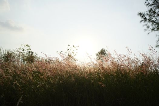 Strahlender Sonnenaufgang & Feld – Minimalistisches Wallpaper