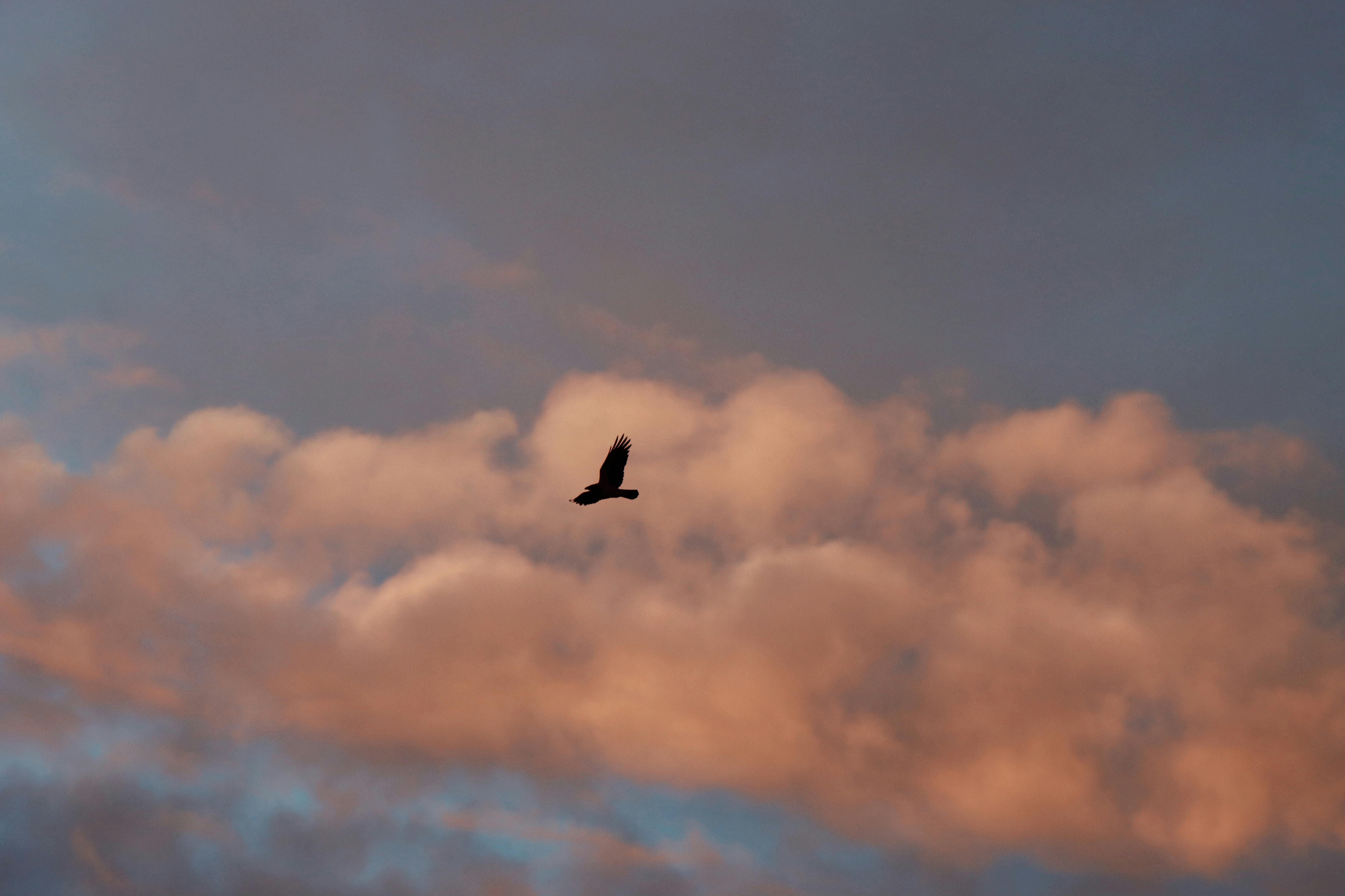 bird soaring under dramatic clouds at dusk