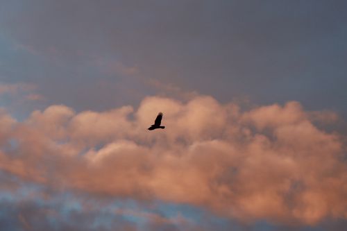 Free A crow flies against a backdrop of colorful clouds during sunset in Jönköping, Sweden. Stock Photo