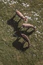 Aerial View of Grazing Donkeys in Styria Pasture