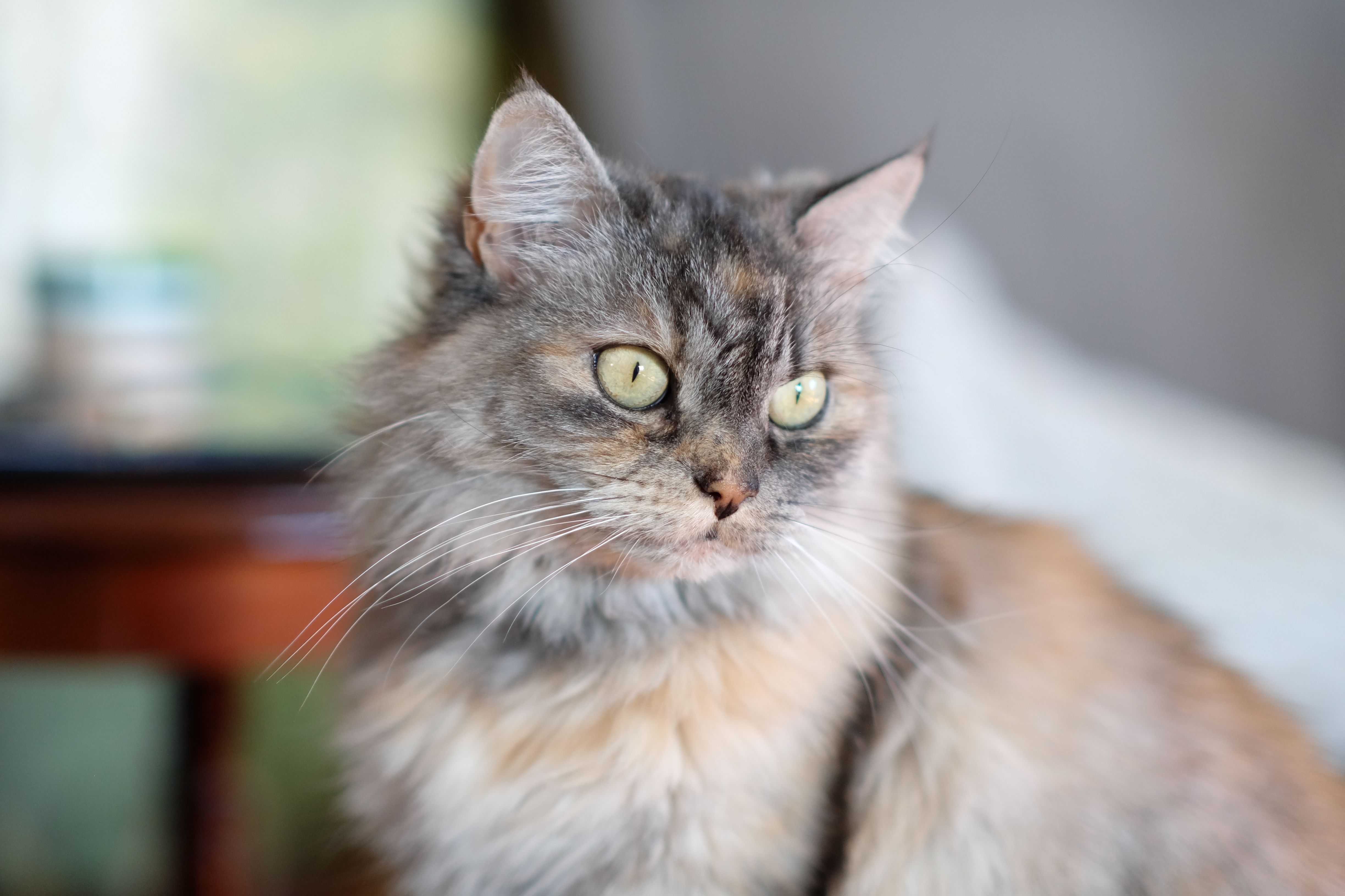 Close-Up Portrait of a Long-Haired Domestic Cat · Free Stock Photo