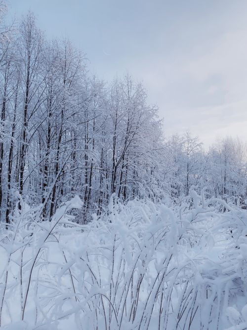 Free Peaceful snowy forest scene with trees blanketed in winter snow and soft blue sky. Stock Photo