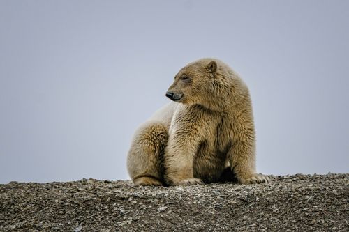Free A polar bear sits on rocky ground, gazing thoughtfully into the distance. Stock Photo