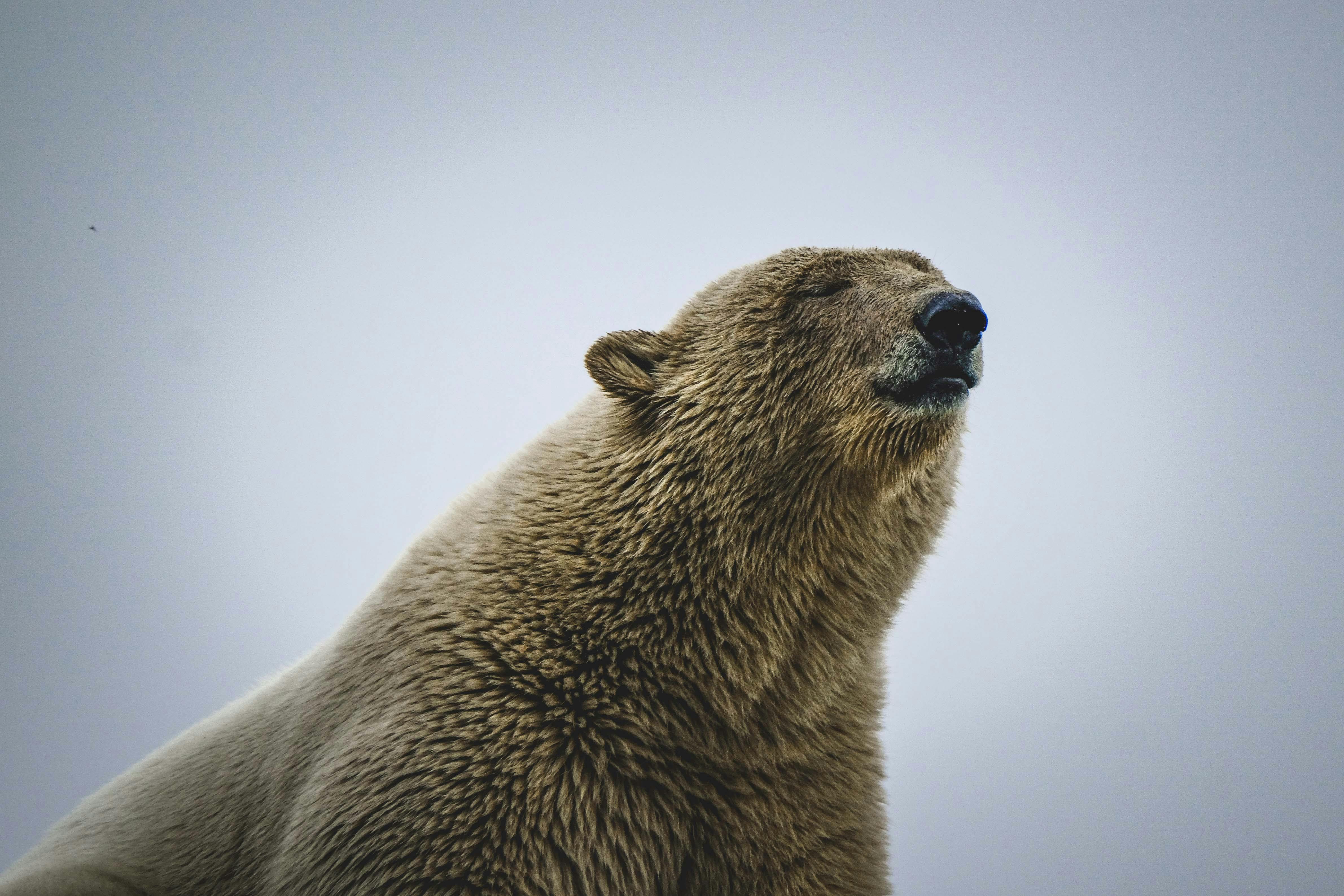serene polar bear portrait in arctic wilderness