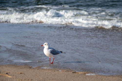 Free A seagull walking along a sandy beach with gentle waves in the background. Stock Photo