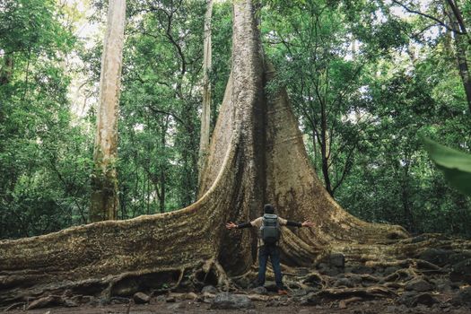 A person embraces a huge tree in a dense, lush jungle, showcasing nature's grandeur.