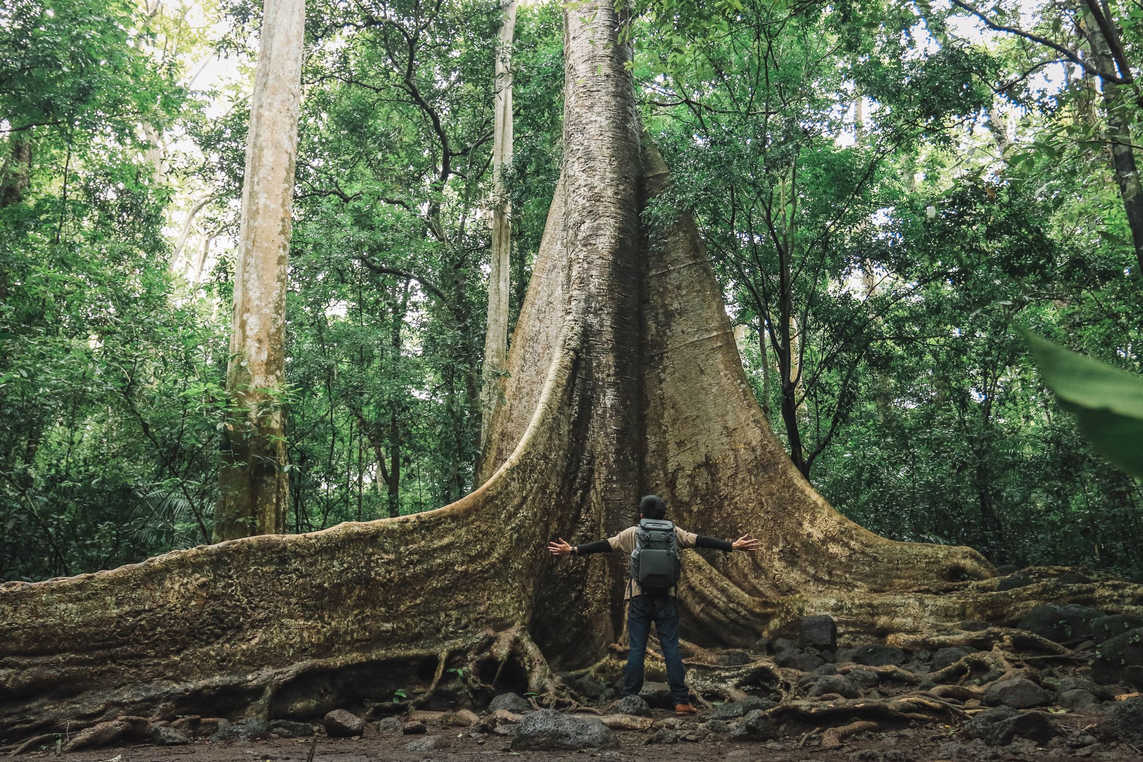 Majestic Giant Tree in Lush Green Jungle · Free Stock Photo