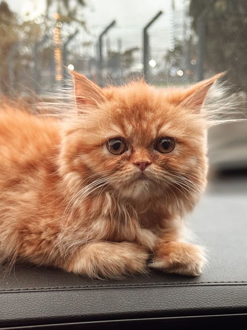 Free Fluffy Persian kitten with orange coat lounging inside a car, perfect for pet lovers. Stock Photo