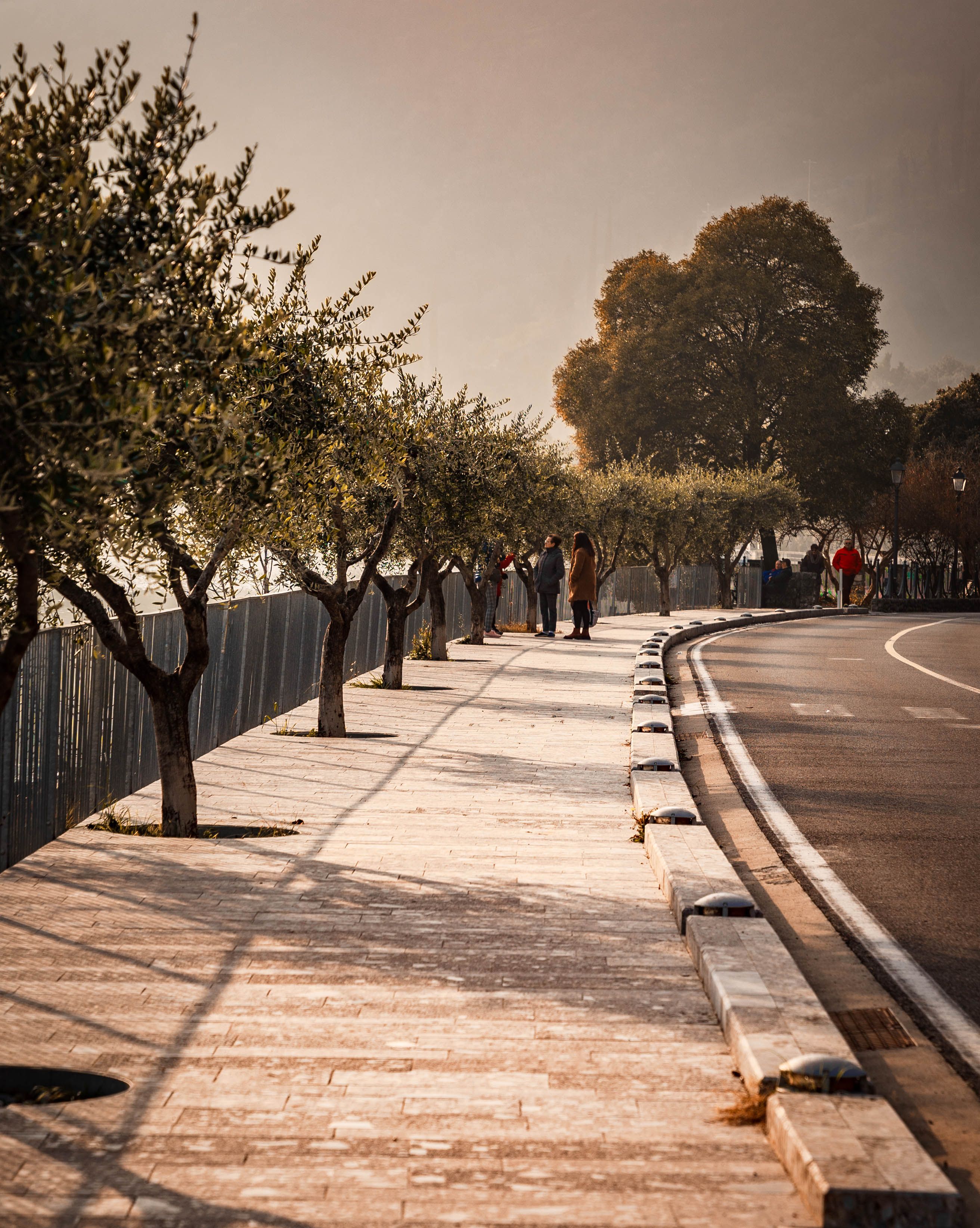 Serene Tree-Lined Pathway at Sunset · Free Stock Photo