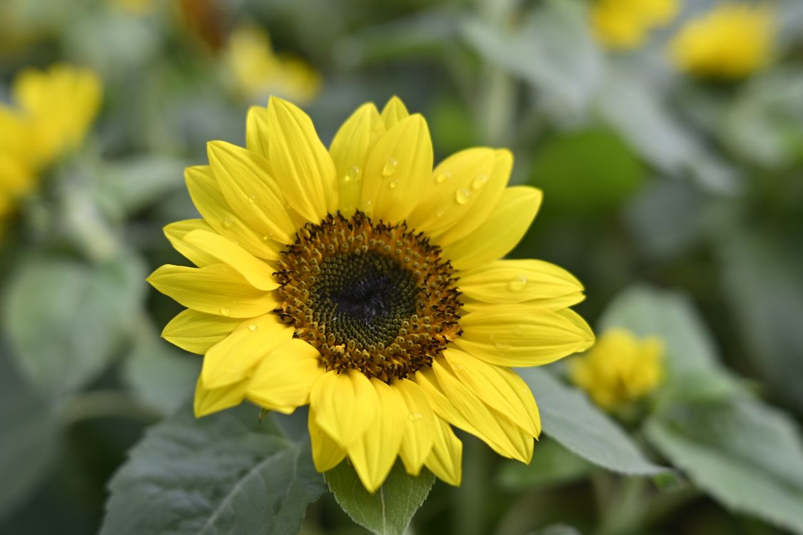 Close-up of a Vibrant Sunflower with Dew Drops · Free Stock Photo