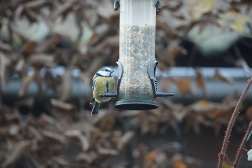 Free A blue tit bird sits on a feeder surrounded by autumn leaves, showcasing a nature scene. Stock Photo