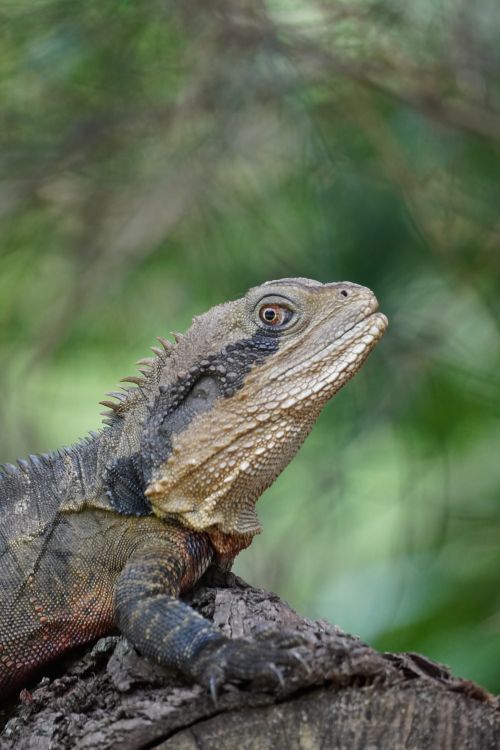 Free Detailed image of an Eastern Water Dragon against a lush green backdrop. Stock Photo