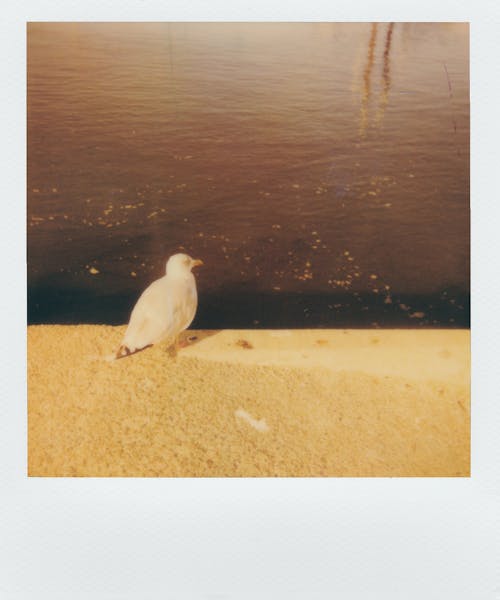 Polaroid Zdjęcie Ptaka