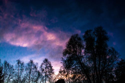 日の出, 木, 空の無料の写真素材