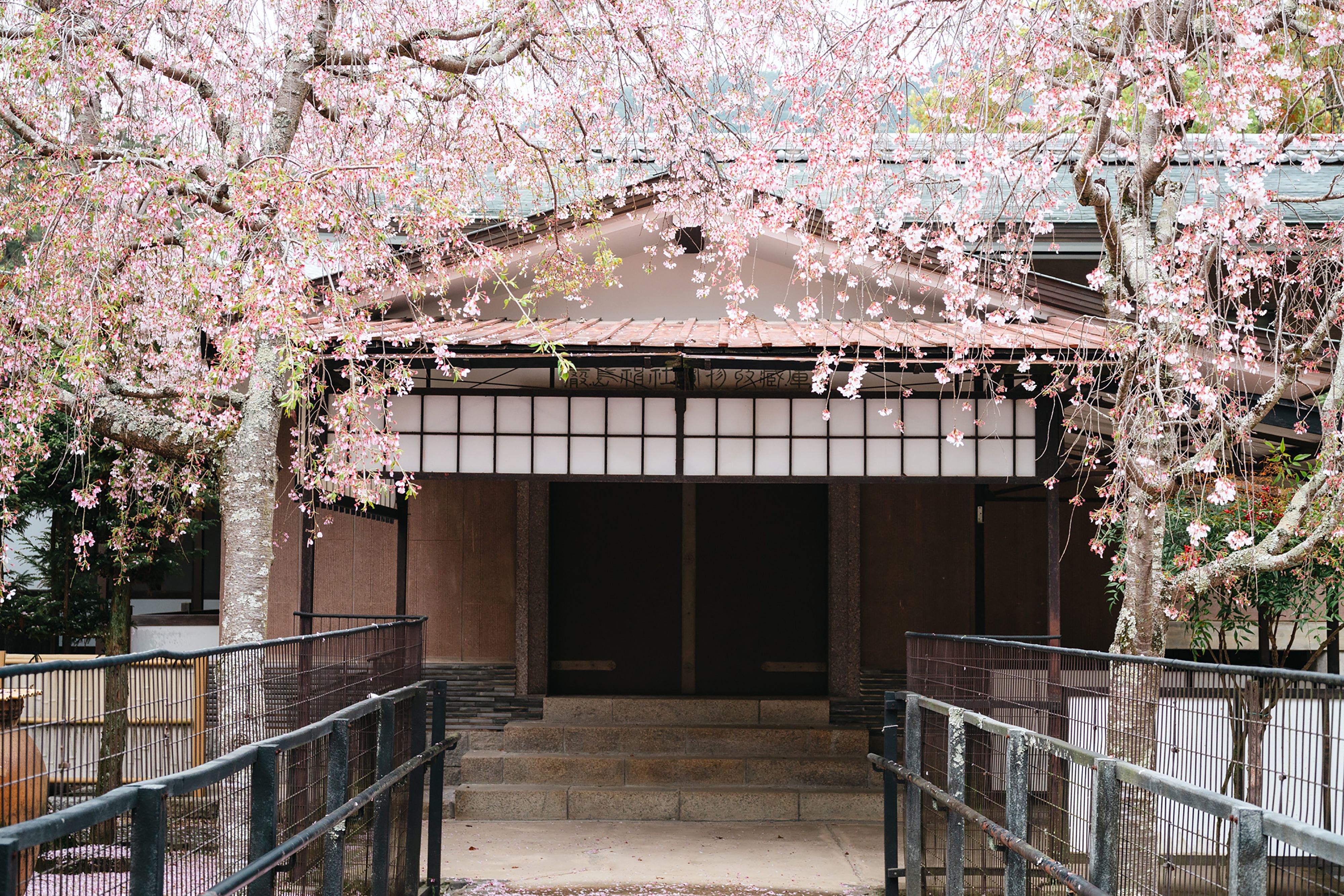 Charming entrance surrounded by pink cherry blossoms in spring, conveying serenity and natural beauty.