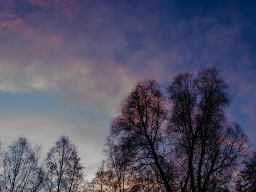 Free stock photo of sky, sunrise, trees Stock Photo