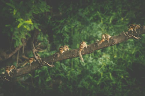 Immagine gratuita di fotografia naturalistica, pila, scoiattolo