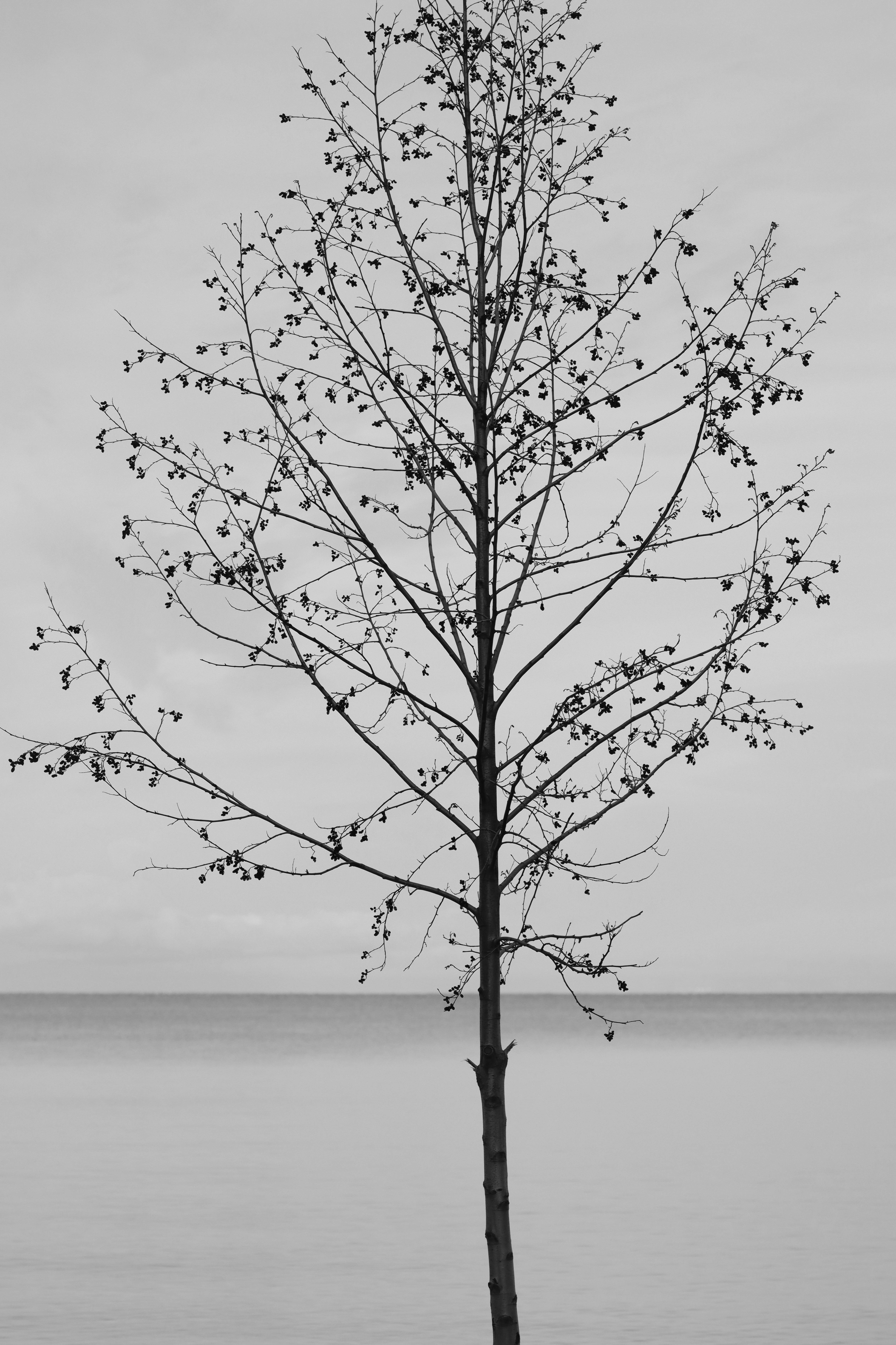 monochrome tree by calm lake in jonkoping