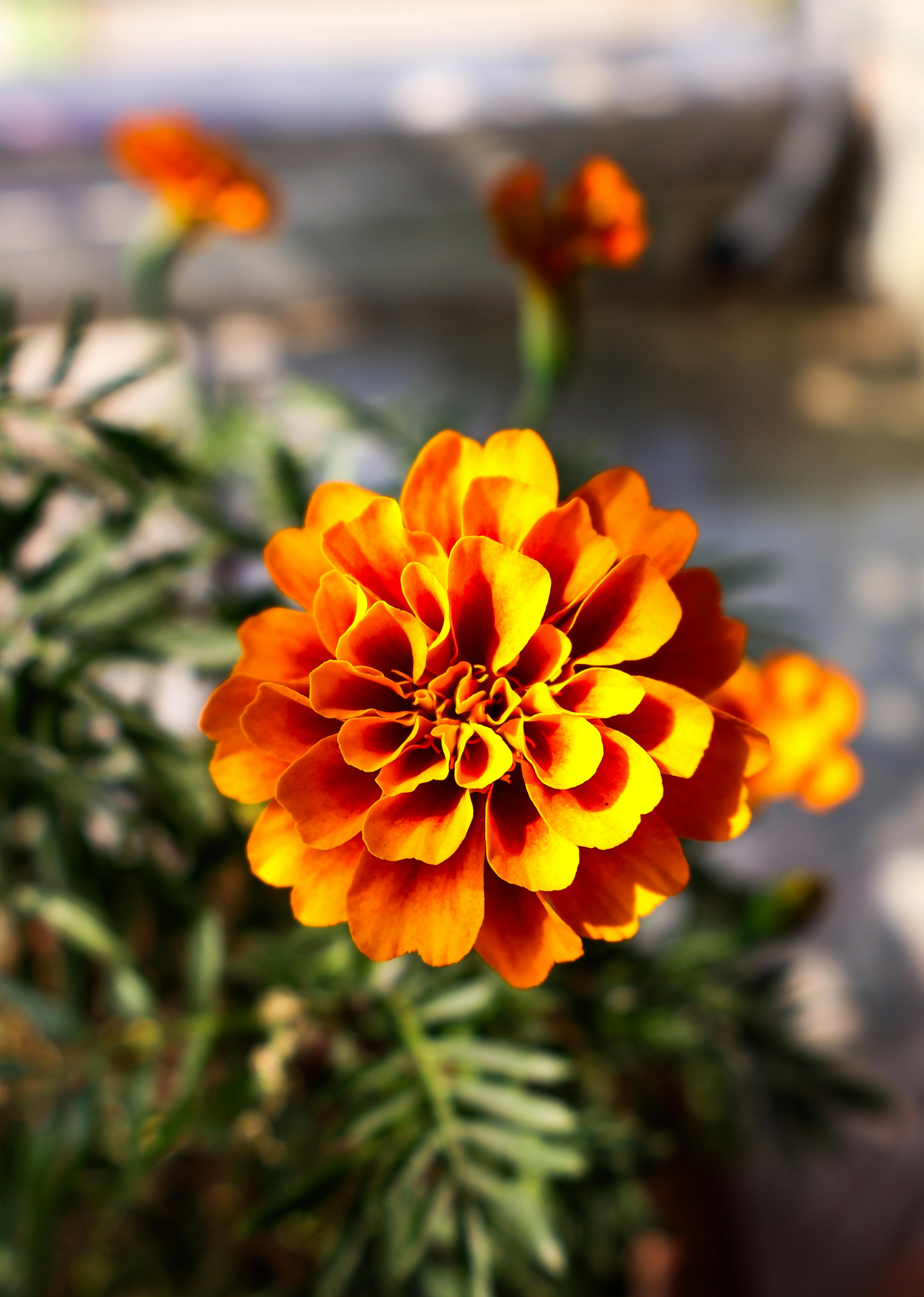 free-photo-of-flor 5 Plantas que Repelen Plagas del Huerto: Una Solución Natural