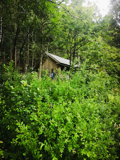 Foto Van Hut In Het Midden Van Bos