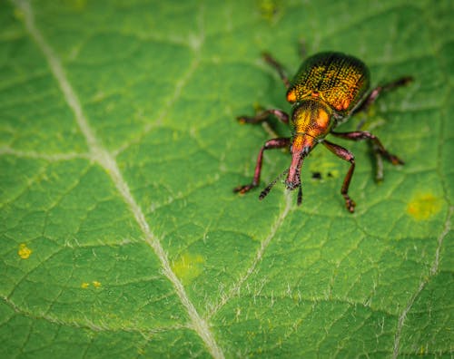 Jewel Weevil Crawling On Leaf