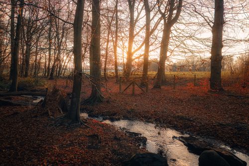 Free Capture of a serene autumn forest in Helsingborg, Sweden, as the sun sets behind bare trees and a gentle stream. Stock Photo