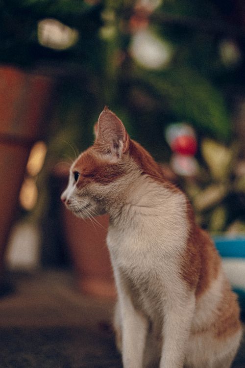 Free A ginger and white cat sitting outdoors with blurred background in warm tones. Stock Photo
