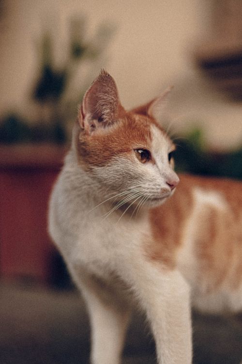Free A white and orange domestic cat in a natural light setting, ideal for pet-themed projects. Stock Photo