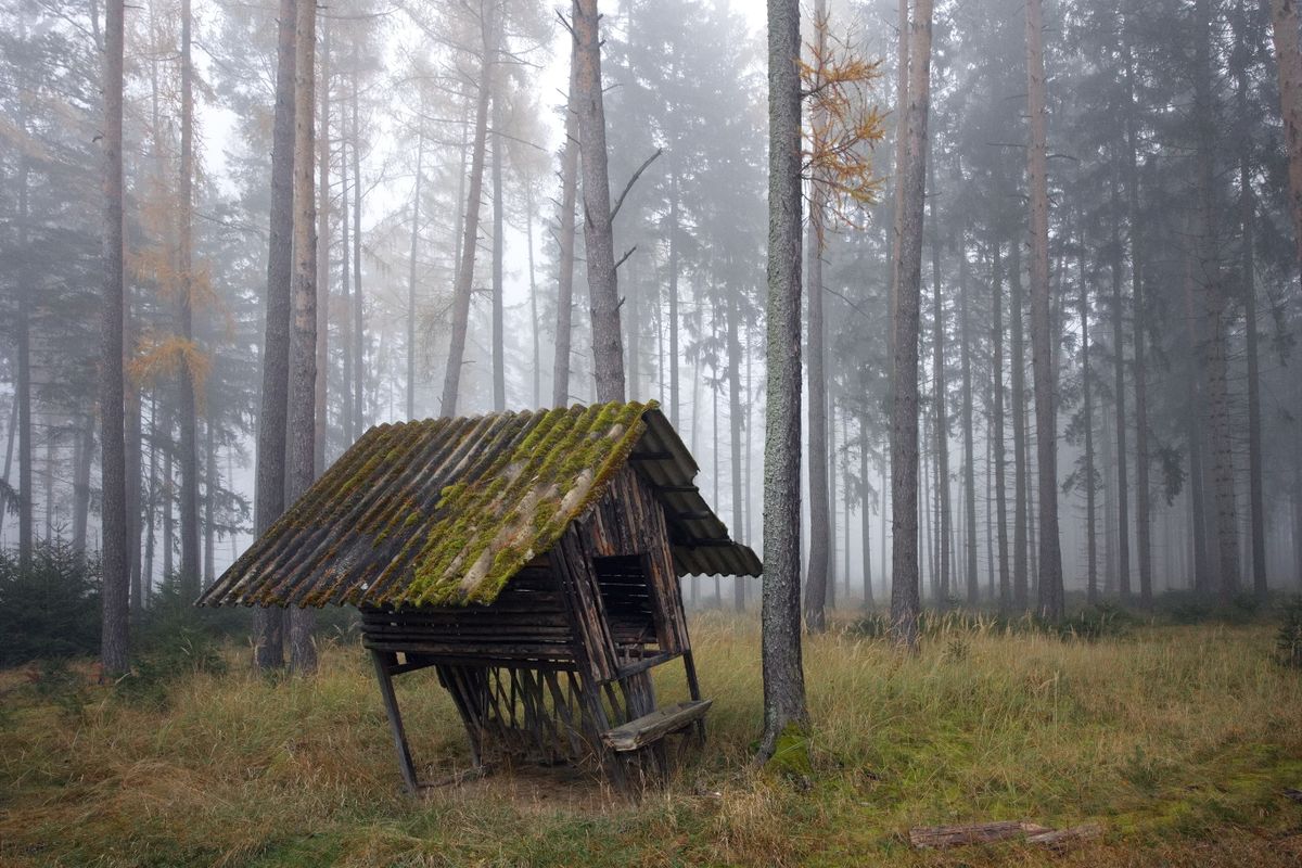 A moss-covered shack standing alone in a misty forest (demo visual)