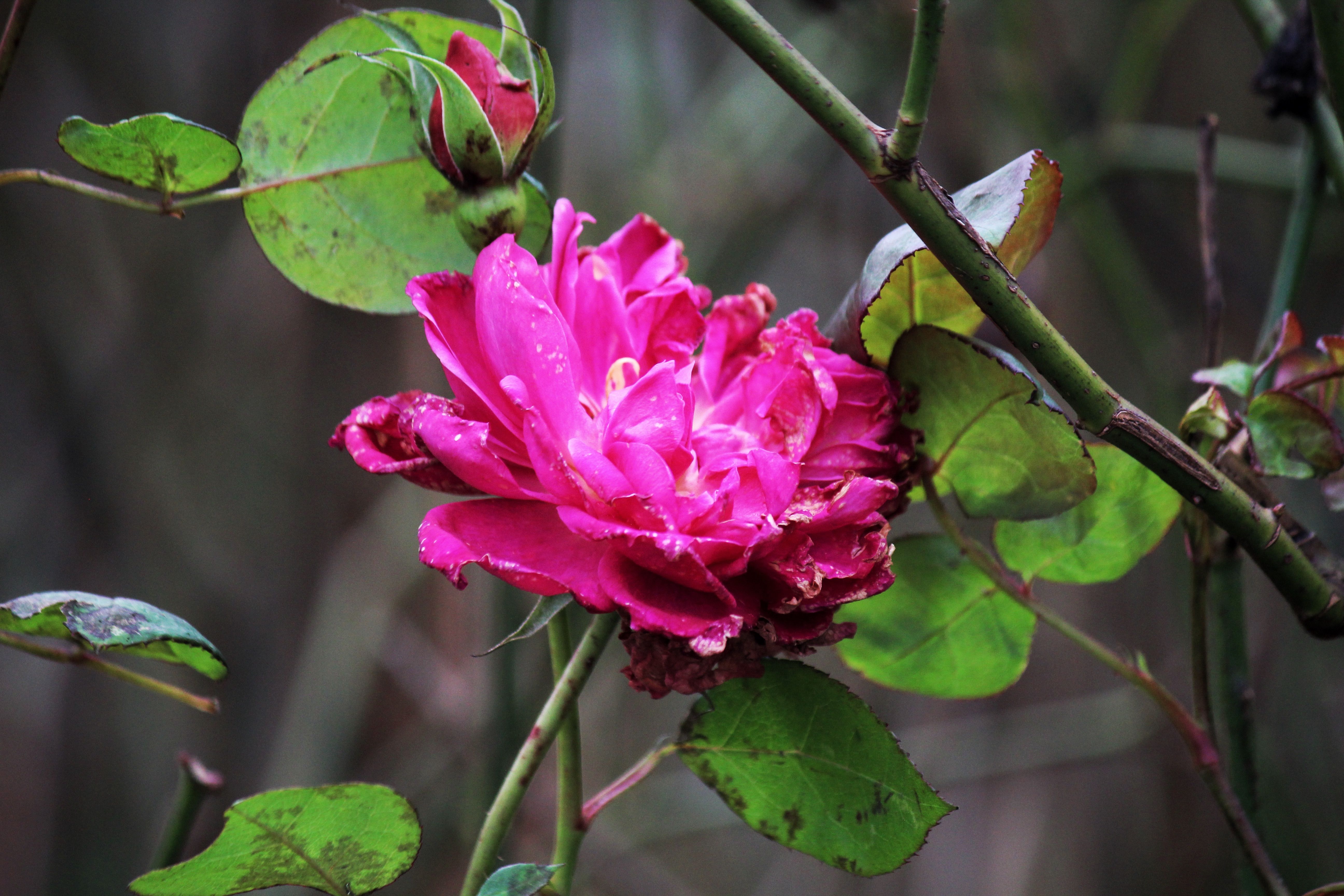 Vibrant pink rose with dew drops amidst green leaves and stems.