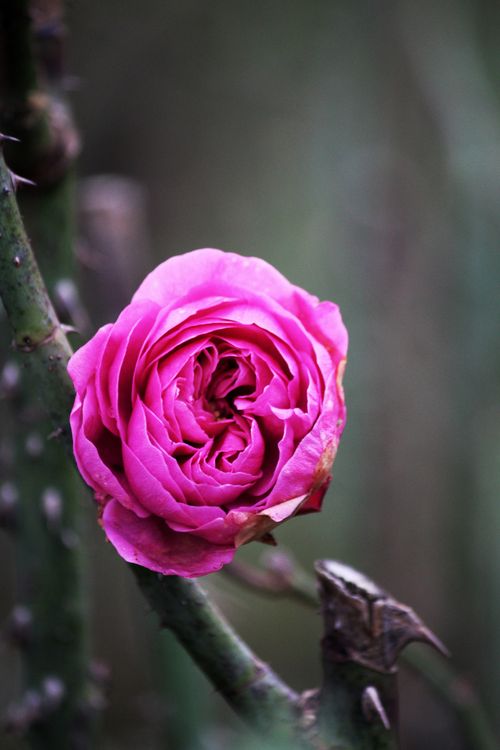 Free A stunning pink rose in full bloom against a natural green background, showcasing its delicate petals. Stock Photo