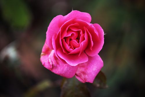 Free Close-up of a vibrant pink rose in full bloom with dewy petals in garden setting. Stock Photo