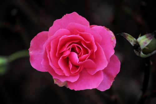 Free Vivid pink rose in full bloom against a dark background. Stock Photo