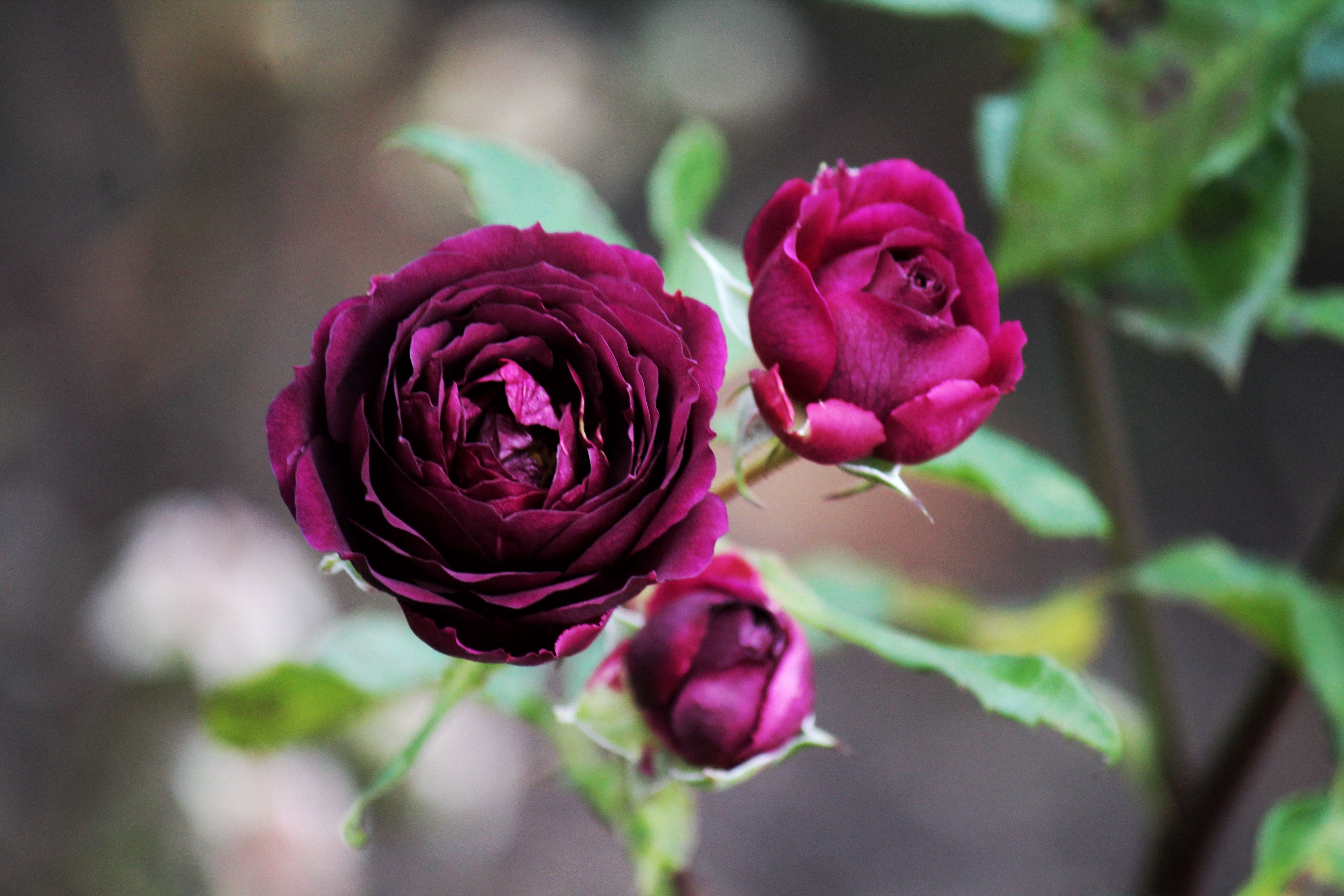 Vibrant Burgundy Roses in Bloom Outdoors · Free Stock Photo