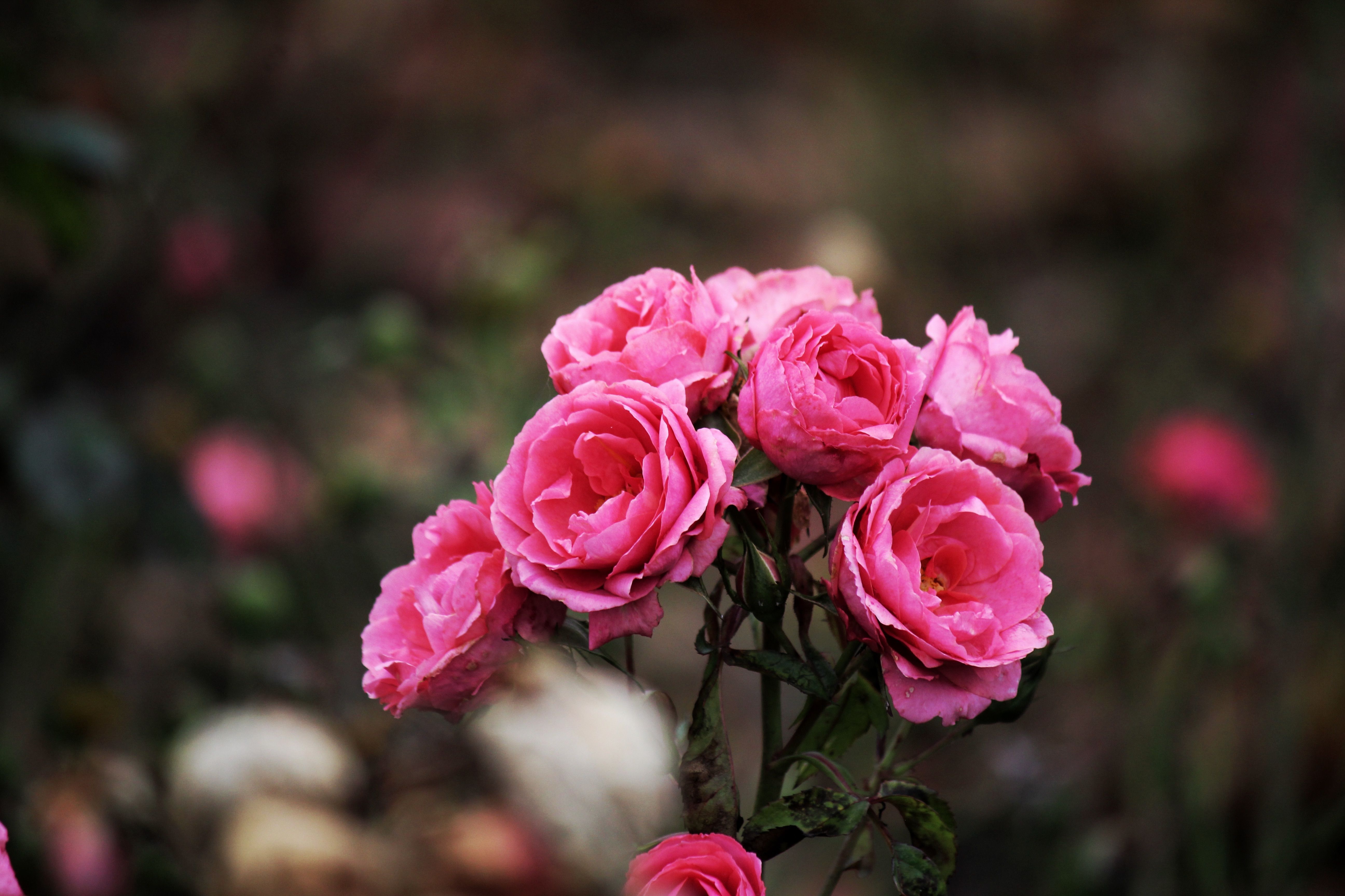 Romantischer Rosenstrauß in Rot und Rosa