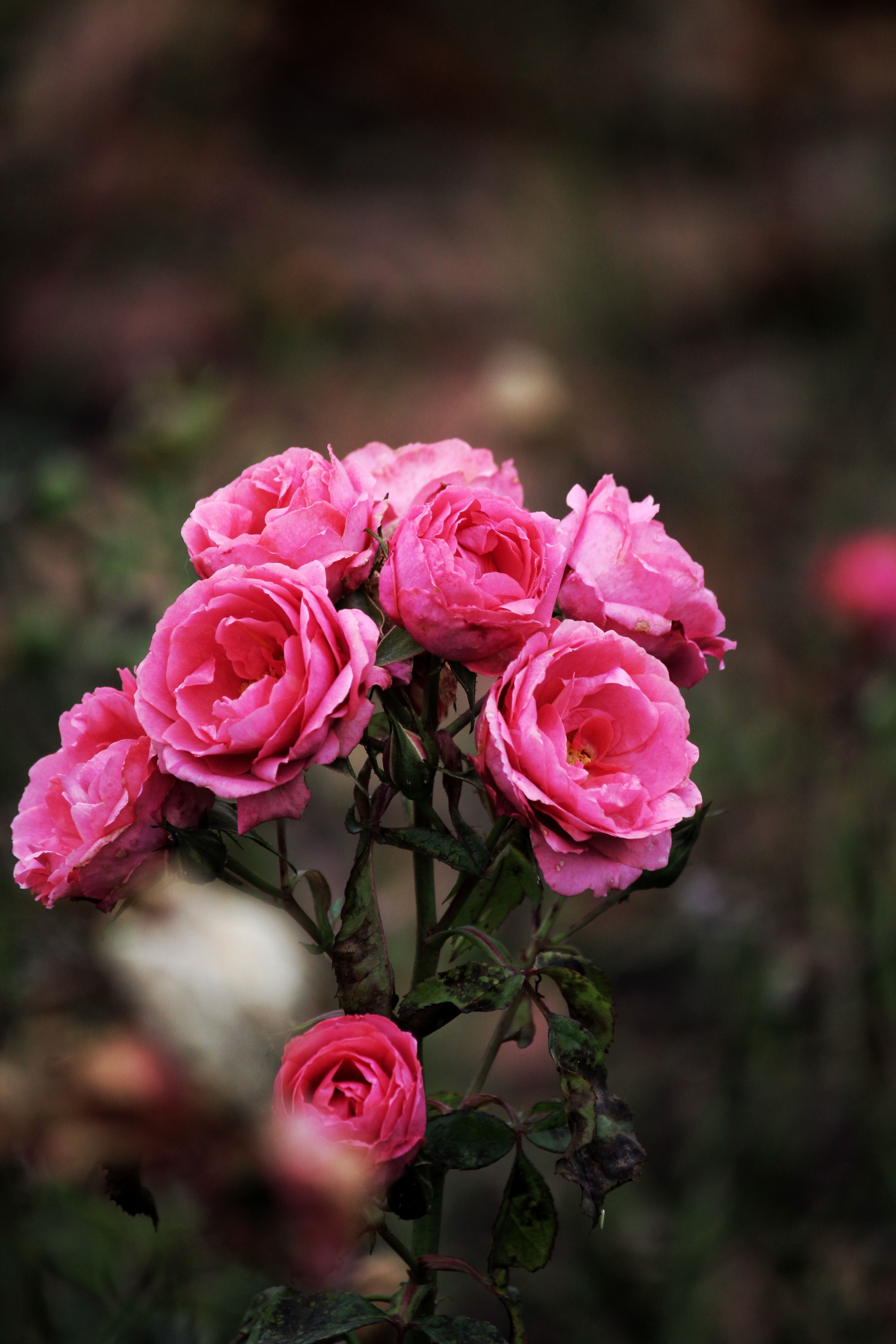 Close-up of Vibrant Pink Roses in Bloom · Free Stock Photo